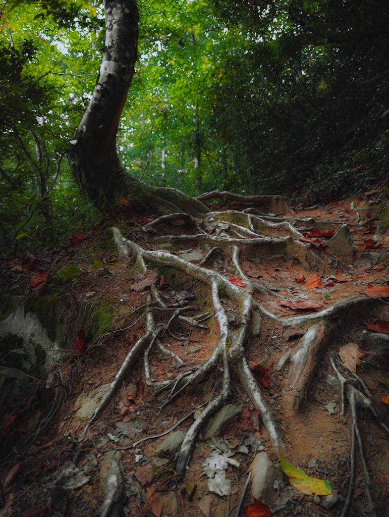 Exploring a forest trail with exposed tree roots and vibrant foliage in autumn.